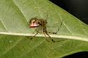 Theridion_pyramidale_D5255_Z_89_Alexandra hills Brisbane_Australie